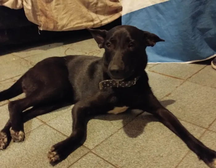 Cachorro ra a SRD-ViraLata idade 7 a 11 meses nome Pandora 