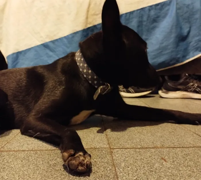 Cachorro ra a SRD-ViraLata idade 7 a 11 meses nome Pandora 