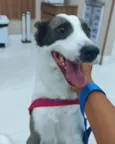 Loki
