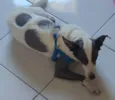 Loki