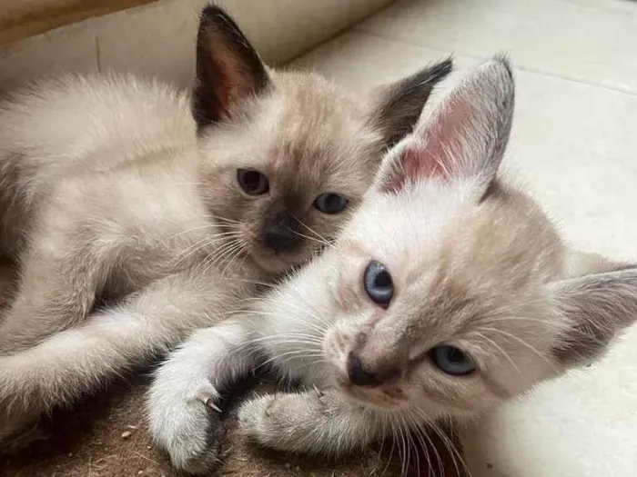 Gato ra a srd/siamês/rajado idade Abaixo de 2 meses nome Escolha-macho