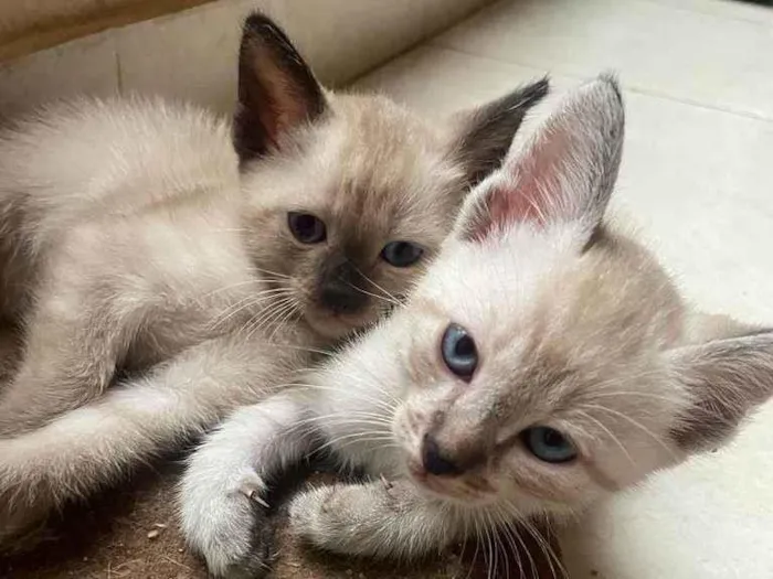 Gato ra a srd/siamês/rajado idade Abaixo de 2 meses nome Escolha - fêmea