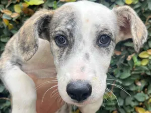 Cachorro raça SRD-ViraLata idade 2 a 6 meses nome Fany