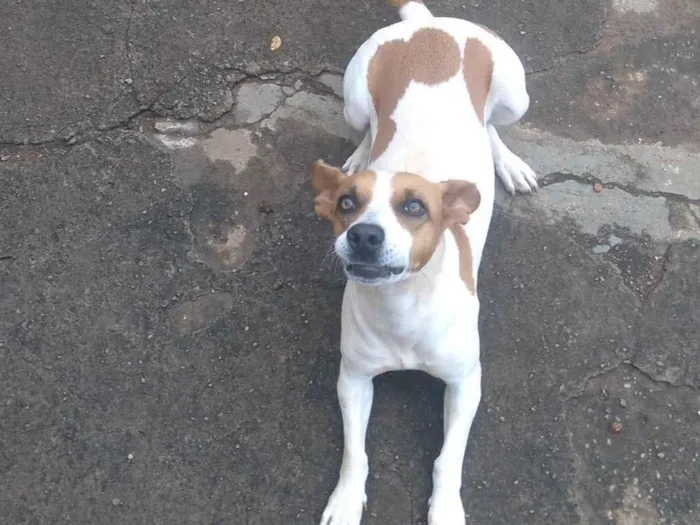 Cachorro ra a Vira lata  idade 4 anos nome Alice