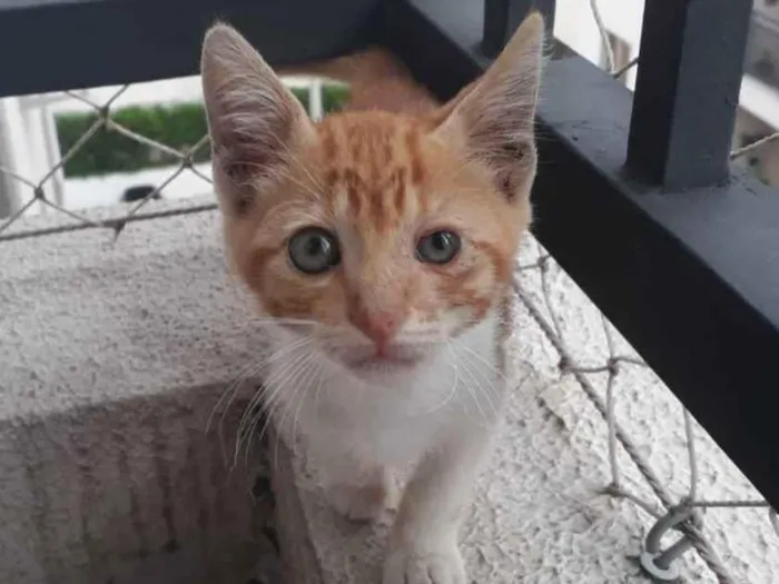 Gato ra a SRD idade 2 a 6 meses nome ANTÔNIO
