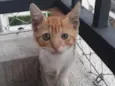 ANTÔNIO