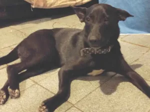 Cachorro raça SRD-ViraLata idade 7 a 11 meses nome Pandora 