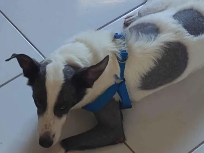 Cachorro ra a SRD-ViraLata idade 2 anos nome Loki