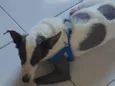 Loki