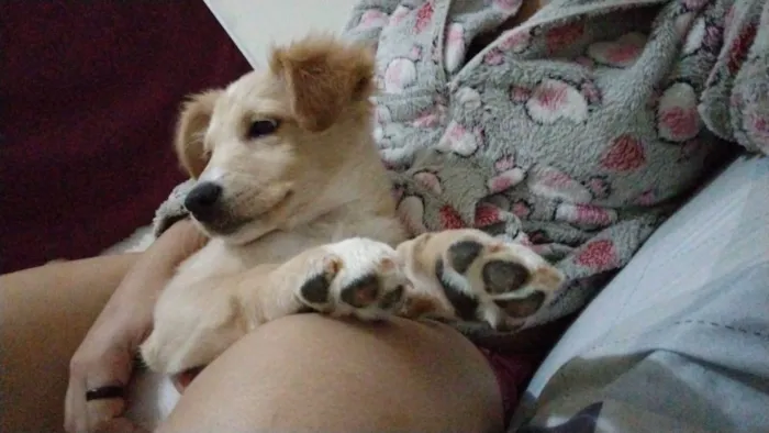 Cachorro ra a SRD-ViraLata idade 7 a 11 meses nome Pão de Queijo 