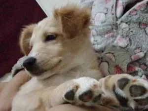 Cachorro raça SRD-ViraLata idade 7 a 11 meses nome Pão de Queijo 