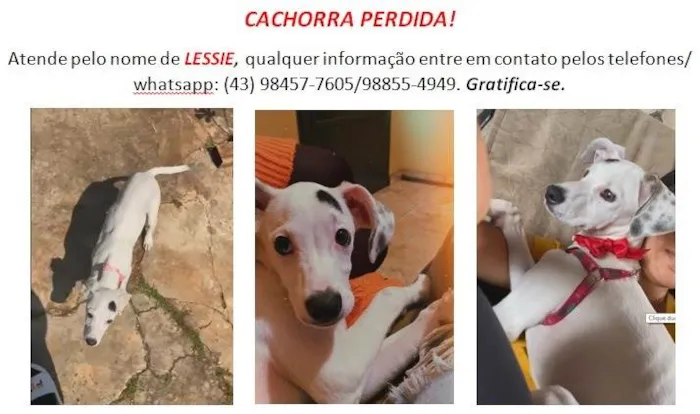 Cachorro ra a SRD-ViraLata idade 7 a 11 meses nome GRATIFICA - Lessie