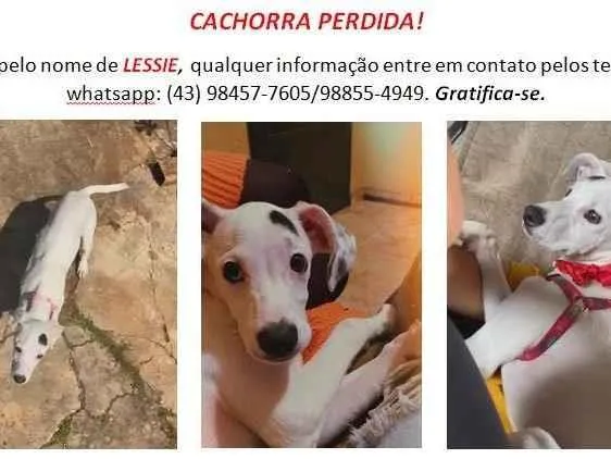 Cachorro ra a SRD-ViraLata idade 7 a 11 meses nome GRATIFICA - Lessie