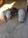 Bonde dos felinos