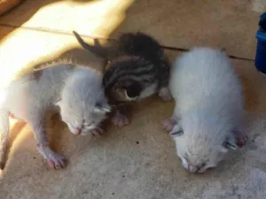 Gato raça Siamês idade Abaixo de 2 meses nome Bonde dos felinos 