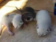 Bonde dos felinos