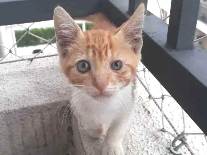 Gato ra a SRD idade 2 a 6 meses nome ANTÔNIO