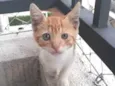 ANTÔNIO