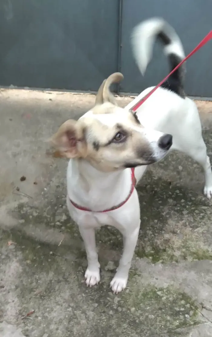 Cachorro raça SRD-ViraLata idade 1 ano nome Pérola