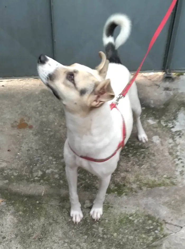 Cachorro raça SRD-ViraLata idade 1 ano nome Pérola