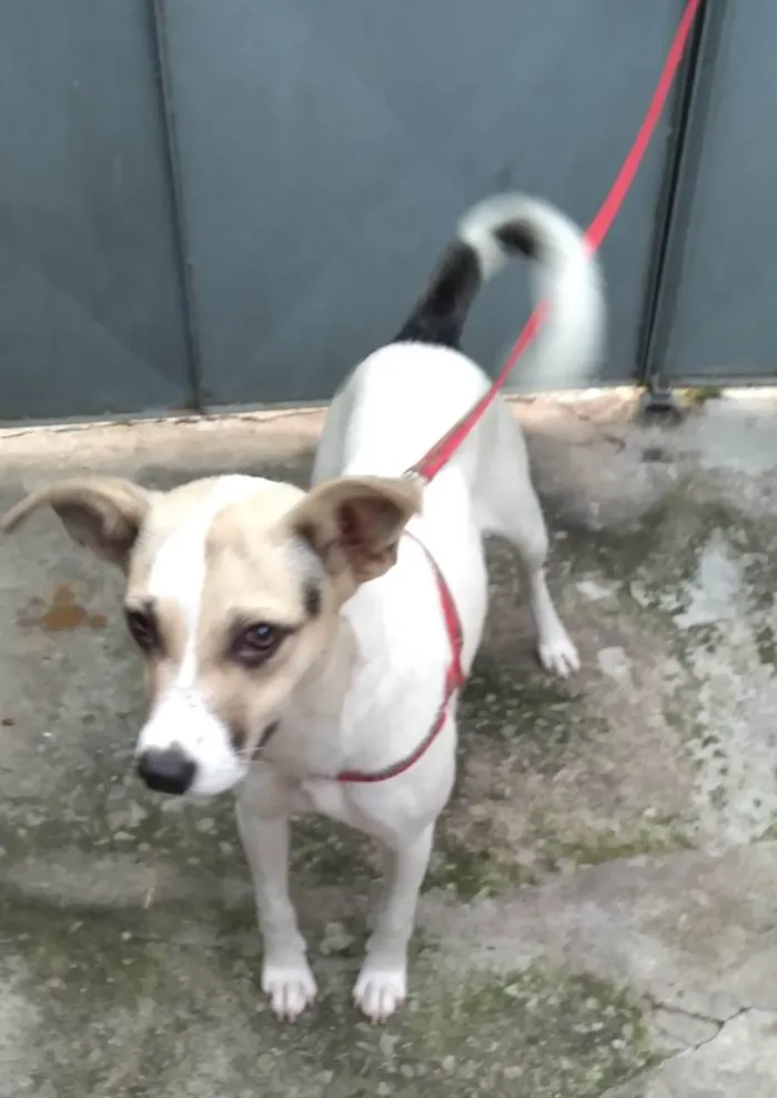 Cachorro raça SRD-ViraLata idade 1 ano nome Pérola