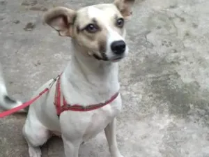 Cachorro raça SRD-ViraLata idade 1 ano nome Pérola