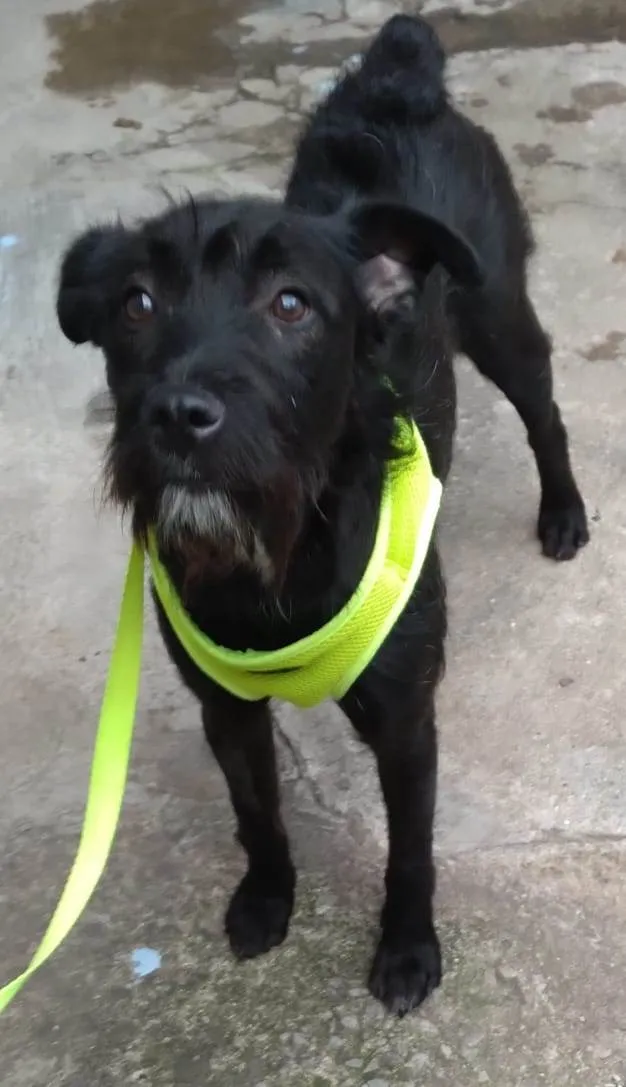 Cachorro raça SRD-ViraLata idade 1 ano nome Cacau