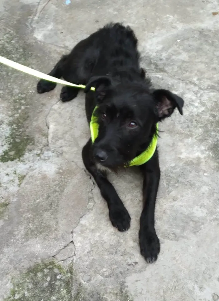 Cachorro raça SRD-ViraLata idade 1 ano nome Cacau