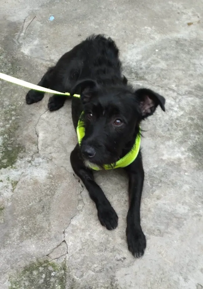 Cachorro raça SRD-ViraLata idade 1 ano nome Cacau