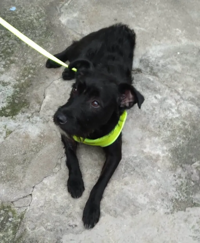 Cachorro raça SRD-ViraLata idade 1 ano nome Cacau