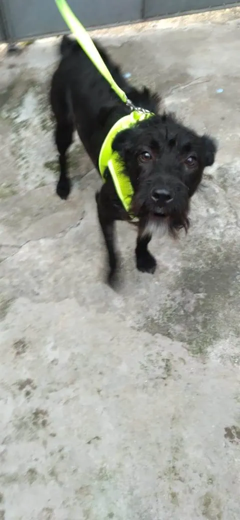 Cachorro raça SRD-ViraLata idade 1 ano nome Cacau