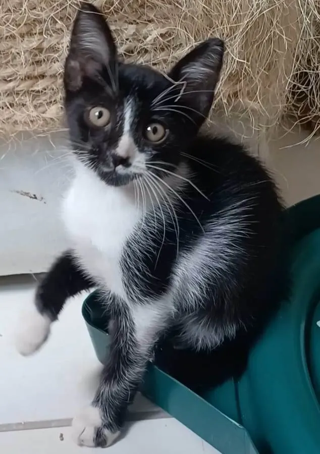 Gato ra a SRD-ViraLata idade 2 a 6 meses nome Manoel 
