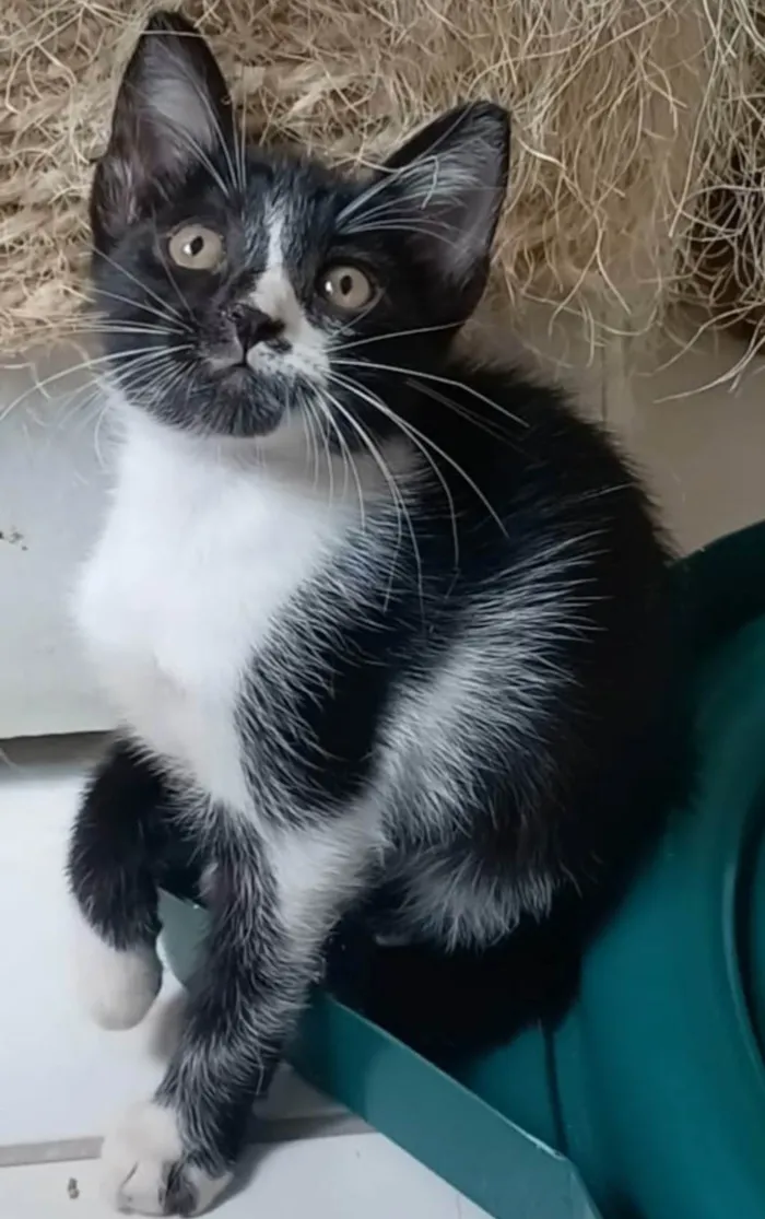 Gato ra a SRD-ViraLata idade 2 a 6 meses nome Manoel 