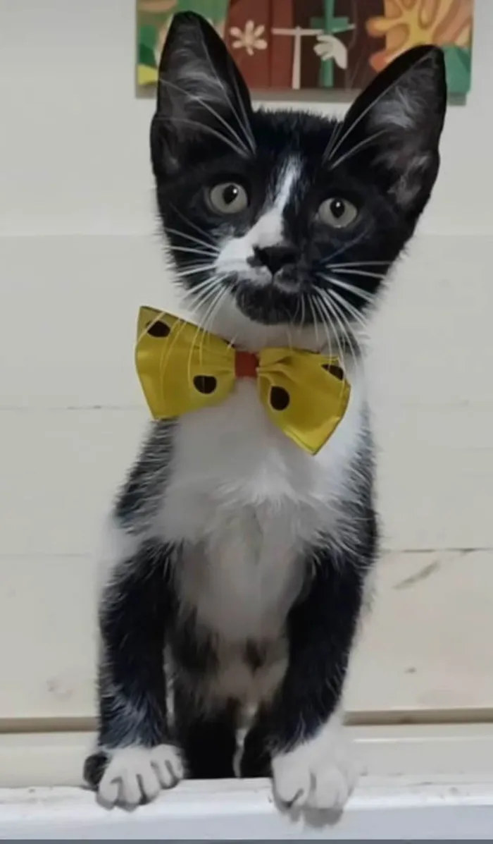 Gato ra a SRD-ViraLata idade 2 a 6 meses nome Manoel 