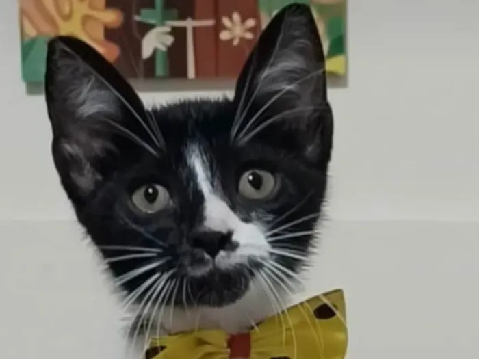 Gato ra a SRD-ViraLata idade 2 a 6 meses nome Manoel 