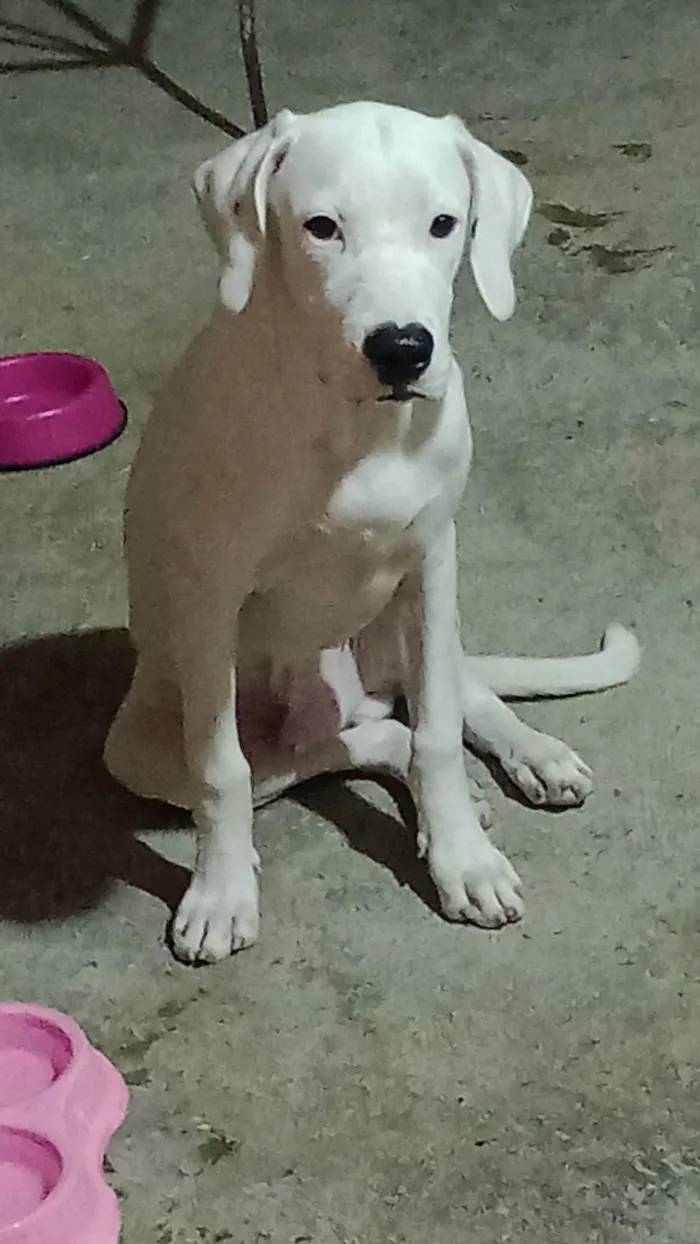 Cachorro ra a SRD  idade 7 a 11 meses nome Apollo