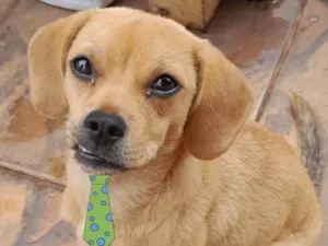 Cachorro raça Mestico idade 2 a 6 meses nome Luke 