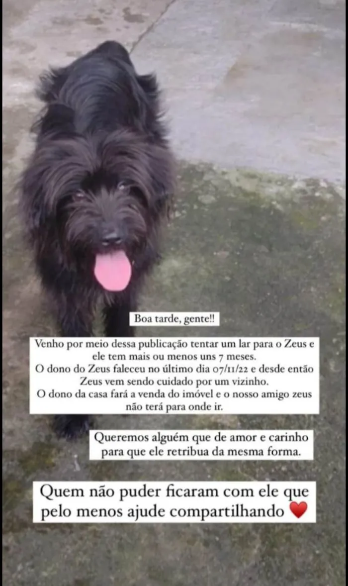 Cachorro ra a Poodle idade 1 ano nome ZEUS