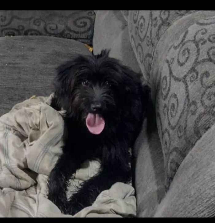 Cachorro ra a Poodle idade 1 ano nome ZEUS