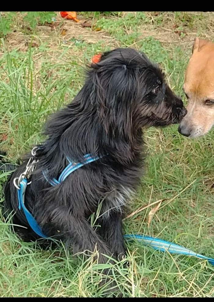 Cachorro ra a Poodle idade 1 ano nome ZEUS