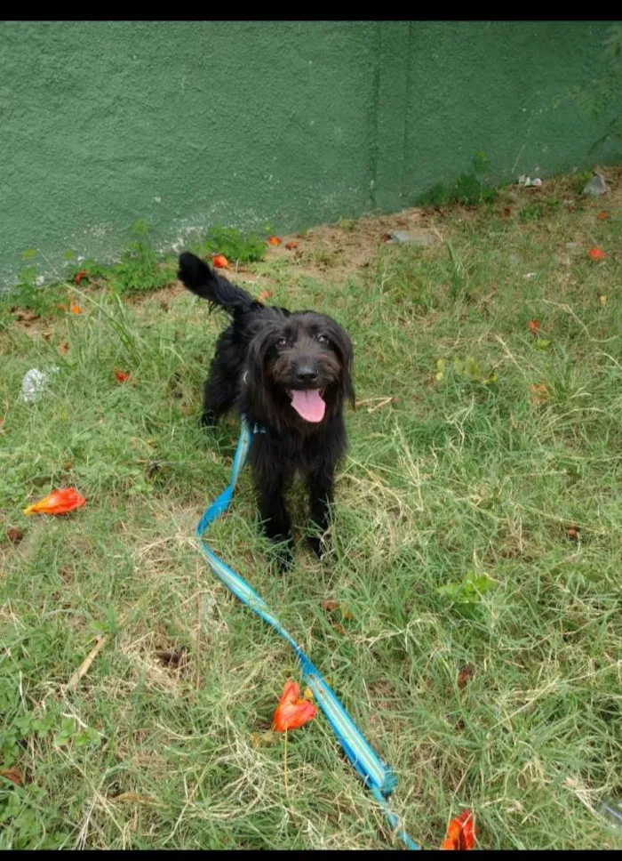 Cachorro ra a Poodle idade 1 ano nome ZEUS