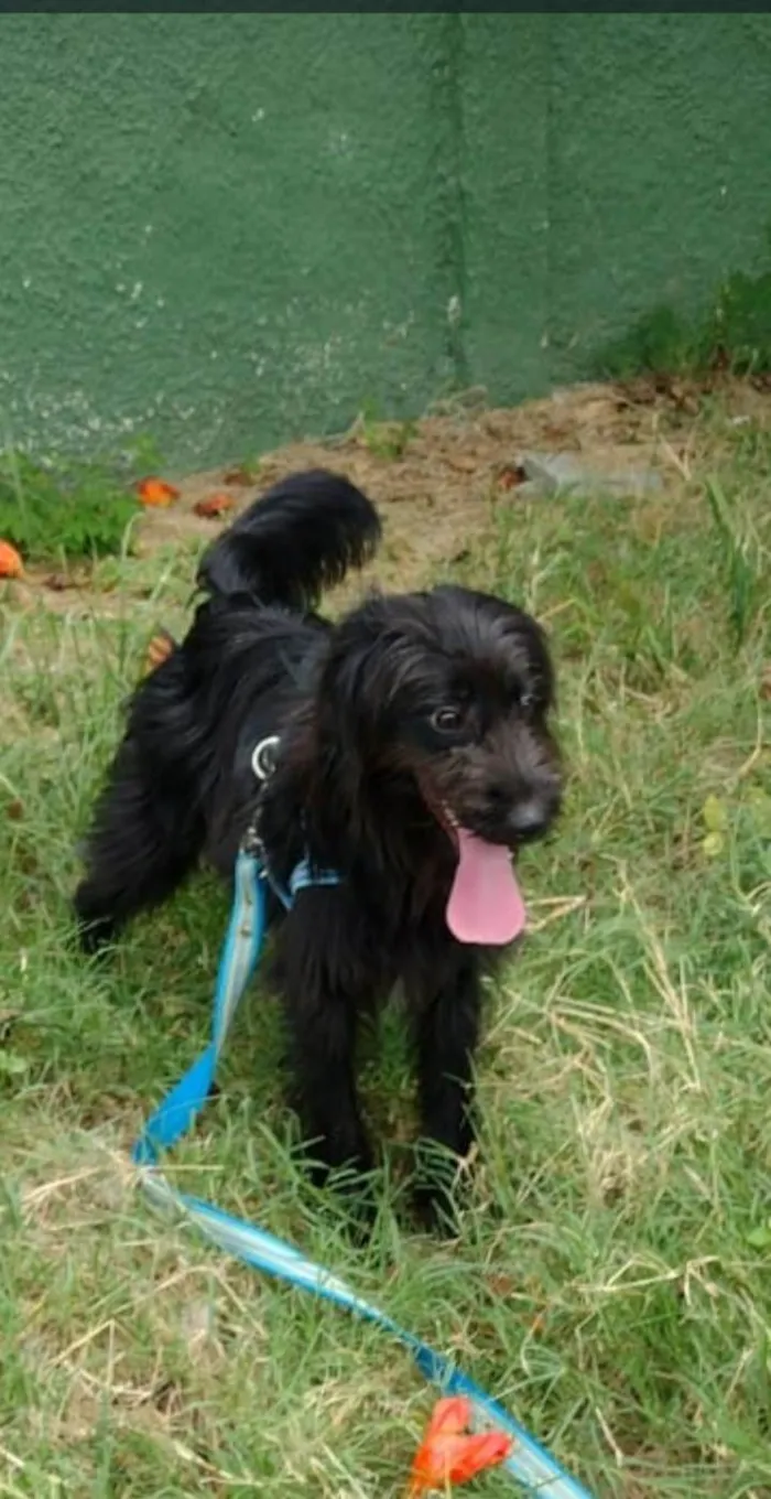 Cachorro ra a Poodle idade 1 ano nome ZEUS