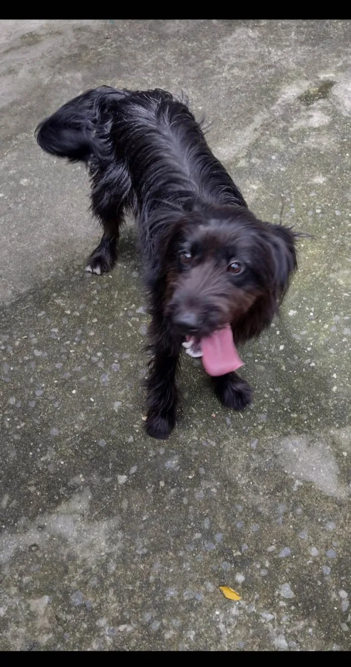 Cachorro ra a Poodle idade 1 ano nome ZEUS