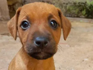 Cachorro raça SRD-ViraLata idade Abaixo de 2 meses nome BELINHA