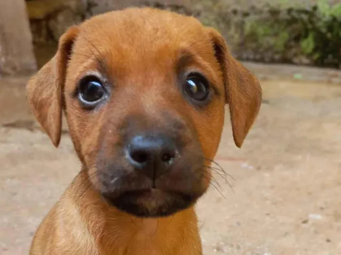 Cachorro ra a SRD-ViraLata idade Abaixo de 2 meses nome BELINHA