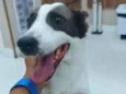 Loki