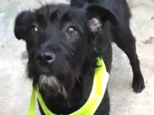 Cachorro raça SRD-ViraLata idade 1 ano nome Cacau
