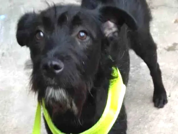 Cachorro raça SRD-ViraLata idade 1 ano nome Cacau