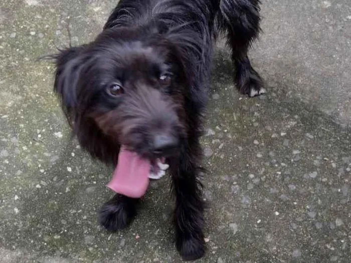 Cachorro ra a Poodle idade 1 ano nome ZEUS
