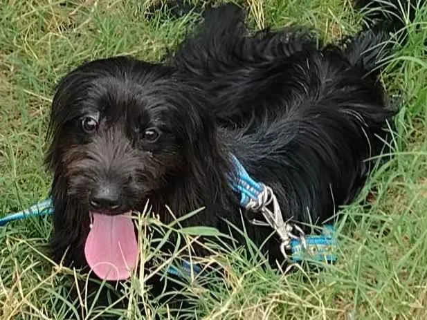 Cachorro ra a Poodle idade 1 ano nome ZEUS